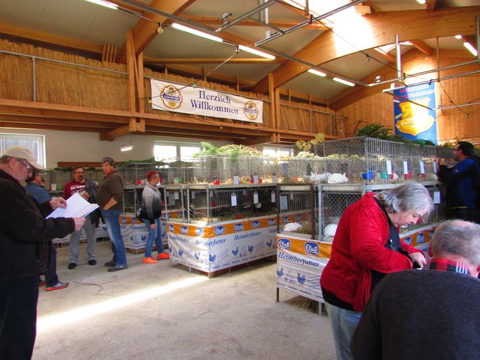 Clubschau 2016 Neuler